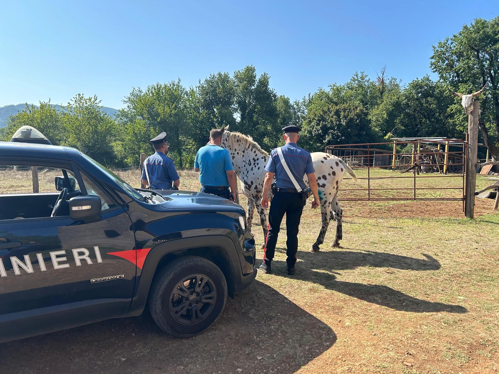 https://www.agenziaeventi.org/immagini_news/4410/subiaco-ndash-controlli-dei-carabinieri-3-arresti-recuperato-un-cavallo-rubato-4410.jpg